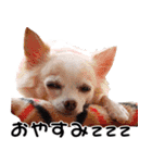 ちわわーーーん3ハクと小梅（個別スタンプ：35）