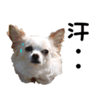 ちわわーーーん3ハクと小梅（個別スタンプ：39）