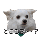ちわわーーーん3ハクと小梅（個別スタンプ：40）