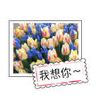 Flower photo greeting card (chinese)（個別スタンプ：3）