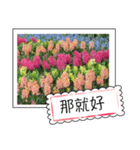 Flower photo greeting card (chinese)（個別スタンプ：5）