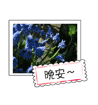 Flower photo greeting card (chinese)（個別スタンプ：6）