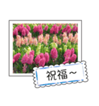 Flower photo greeting card (chinese)（個別スタンプ：7）