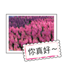 Flower photo greeting card (chinese)（個別スタンプ：8）