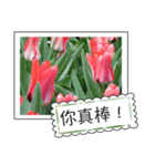 Flower photo greeting card (chinese)（個別スタンプ：9）