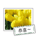 Flower photo greeting card (chinese)（個別スタンプ：10）