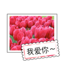 Flower photo greeting card (chinese)（個別スタンプ：11）