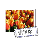 Flower photo greeting card (chinese)（個別スタンプ：12）