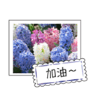 Flower photo greeting card (chinese)（個別スタンプ：13）