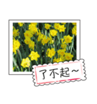 Flower photo greeting card (chinese)（個別スタンプ：14）