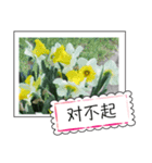 Flower photo greeting card (chinese)（個別スタンプ：15）