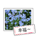 Flower photo greeting card (chinese)（個別スタンプ：16）