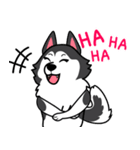 Lovely siberian husky dog（個別スタンプ：9）