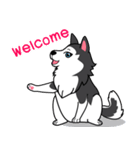 Lovely siberian husky dog（個別スタンプ：16）