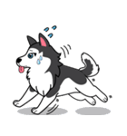 Lovely siberian husky dog（個別スタンプ：31）