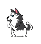 Lovely siberian husky dog（個別スタンプ：33）