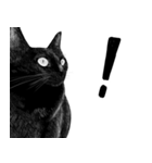【黒猫】命！漫画風スタンプ（個別スタンプ：8）