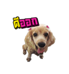 happy DOG nu dang（個別スタンプ：6）