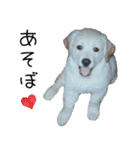 ゴールデンレトリバーのリキ（個別スタンプ：1）