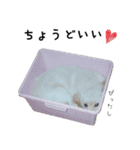 ゴールデンレトリバーのリキ（個別スタンプ：4）