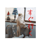 ゴールデンレトリバーのリキ（個別スタンプ：5）