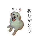 ゴールデンレトリバーのリキ（個別スタンプ：11）