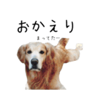 ゴールデンレトリバーのリキ（個別スタンプ：13）