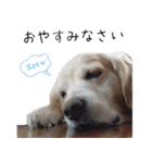 ゴールデンレトリバーのリキ（個別スタンプ：16）