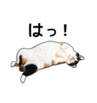 おもしろポーズ♪三毛猫みけみけ（個別スタンプ：16）