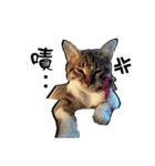 Cute cat na（個別スタンプ：1）