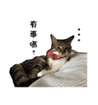 Cute cat na（個別スタンプ：2）