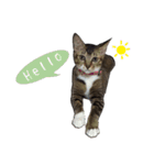 Cute cat na（個別スタンプ：5）