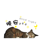 Cute cat na（個別スタンプ：7）