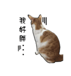 Cute cat na（個別スタンプ：8）