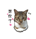 Cute cat na（個別スタンプ：9）