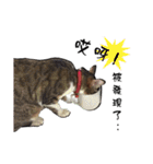 Cute cat na（個別スタンプ：11）