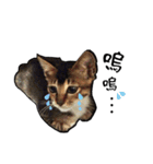 Cute cat na（個別スタンプ：12）