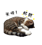 Cute cat na（個別スタンプ：13）