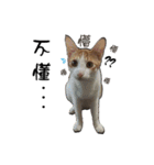 Cute cat na（個別スタンプ：15）