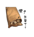 Cute cat na（個別スタンプ：16）