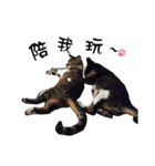 Cute cat na（個別スタンプ：17）
