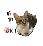 Cute cat na（個別スタンプ：18）
