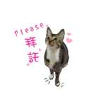 Cute cat na（個別スタンプ：19）
