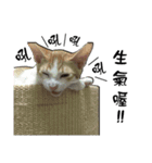 Cute cat na（個別スタンプ：20）