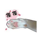 Cute cat na（個別スタンプ：22）