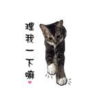 Cute cat na（個別スタンプ：24）