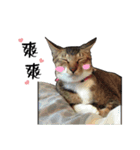 Cute cat na（個別スタンプ：26）