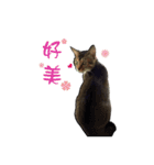 Cute cat na（個別スタンプ：27）