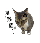 Cute cat na（個別スタンプ：31）