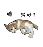 Cute cat na（個別スタンプ：32）
